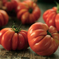Semillas Tomate Costoluto Fiorentino