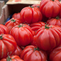 Semillas Tomate zapoteca