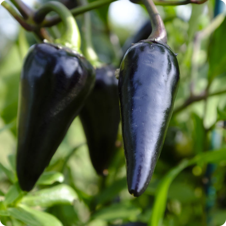 Semillas Pimenton Black Hungarian