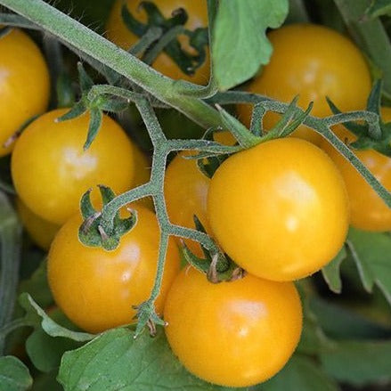 Semillas Tomate Hartman's yellow gooseberry