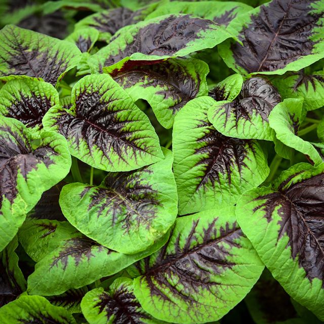Semilla Amaranto - Multicolor Spinach