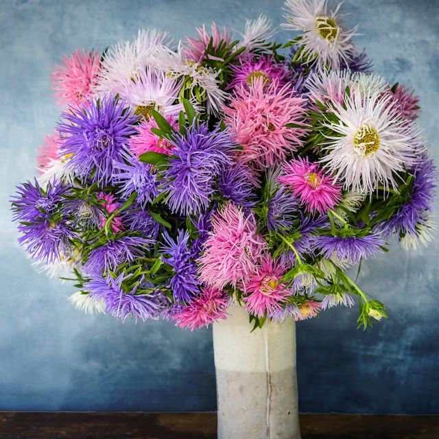 Semillas Aster Star pastel mix