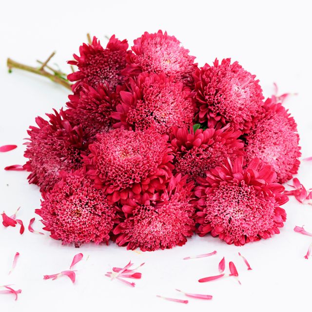 Semillas aster Benarys princess bright red