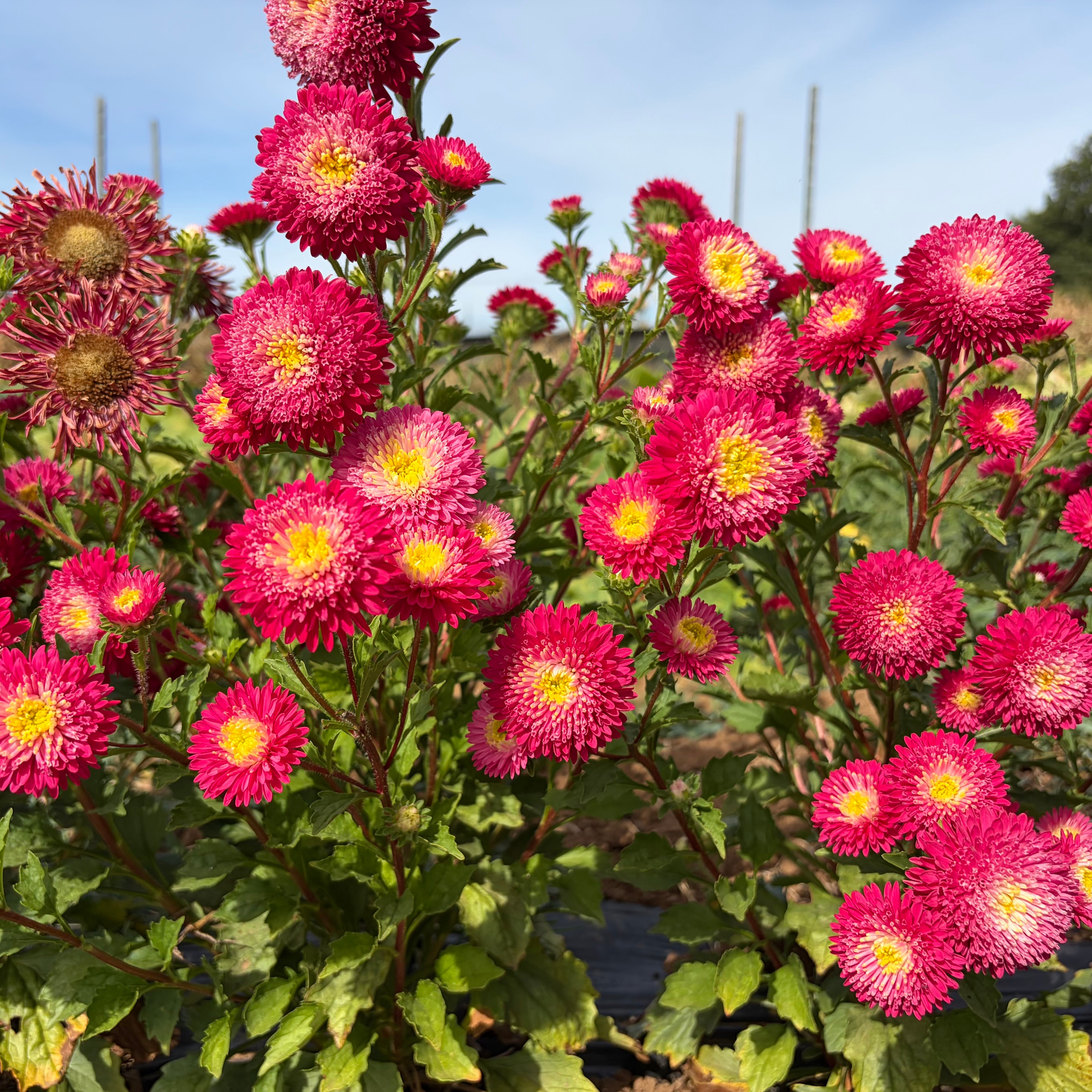 Semillas aster Benarys princess bright red