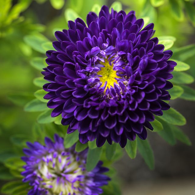 Semillas aster matsumoto Blue