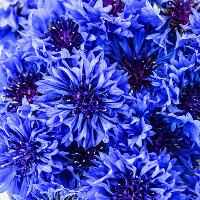 Semillas Bachelor's button blue boy