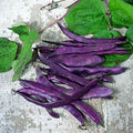 Semillas Poroto Blauhilde Morado