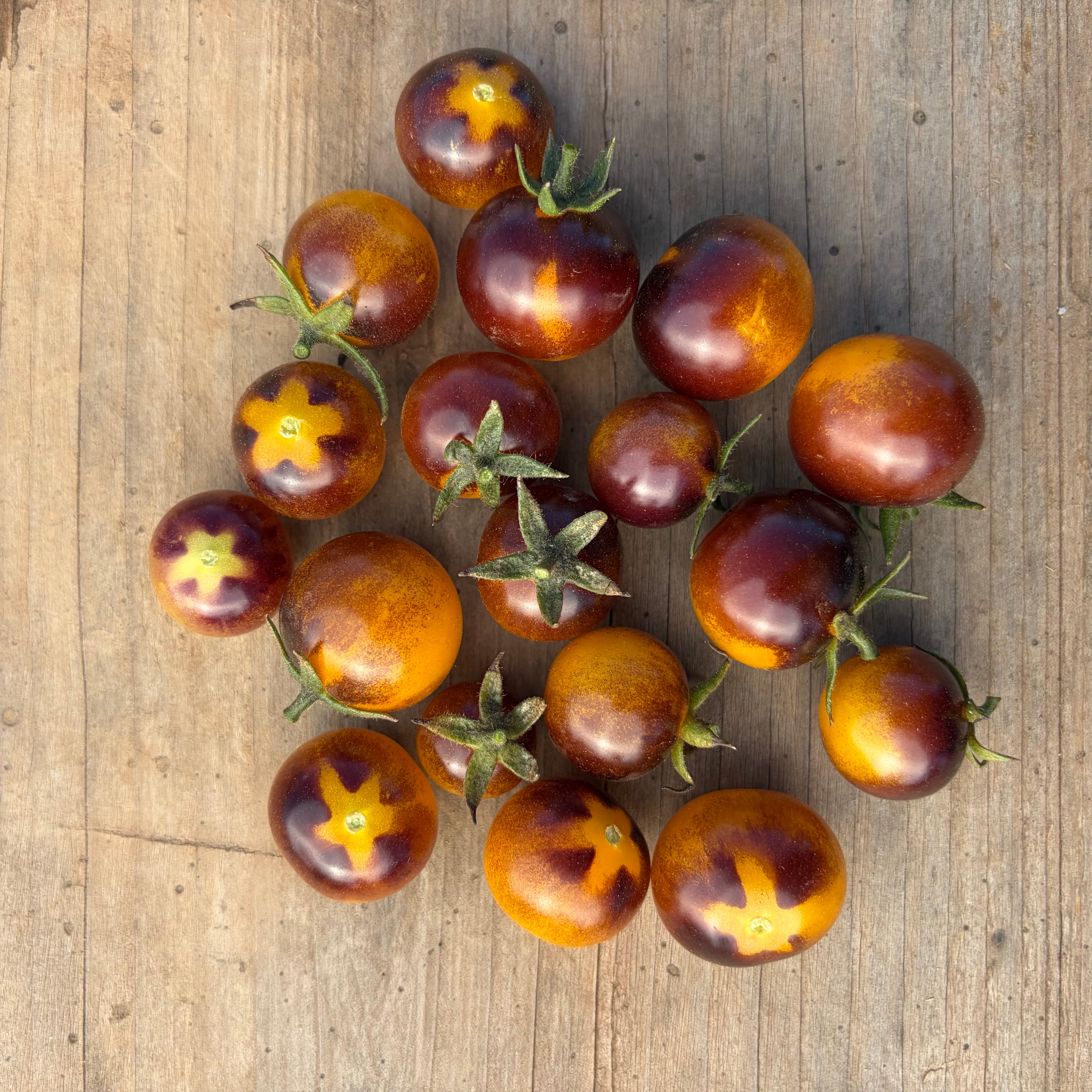 Semillas Tomate Blue Gold Berries