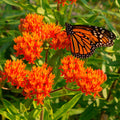 Semillas Milkweed Butterfly