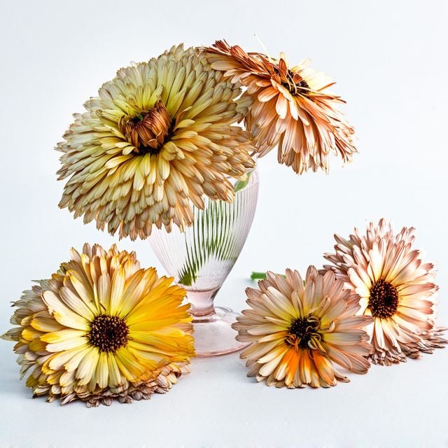 Semillas calendula  strawberry blonde