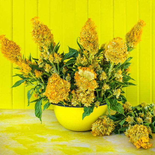 Semillas celosia Yachiyo Kinpou