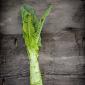 Semillas Lechuga Green Mountain Winter Celtuce