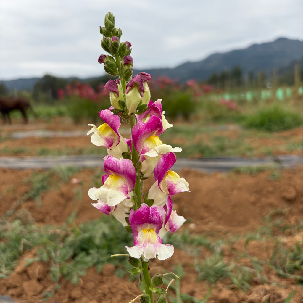 Semillas Snapdragon Cherry twist
