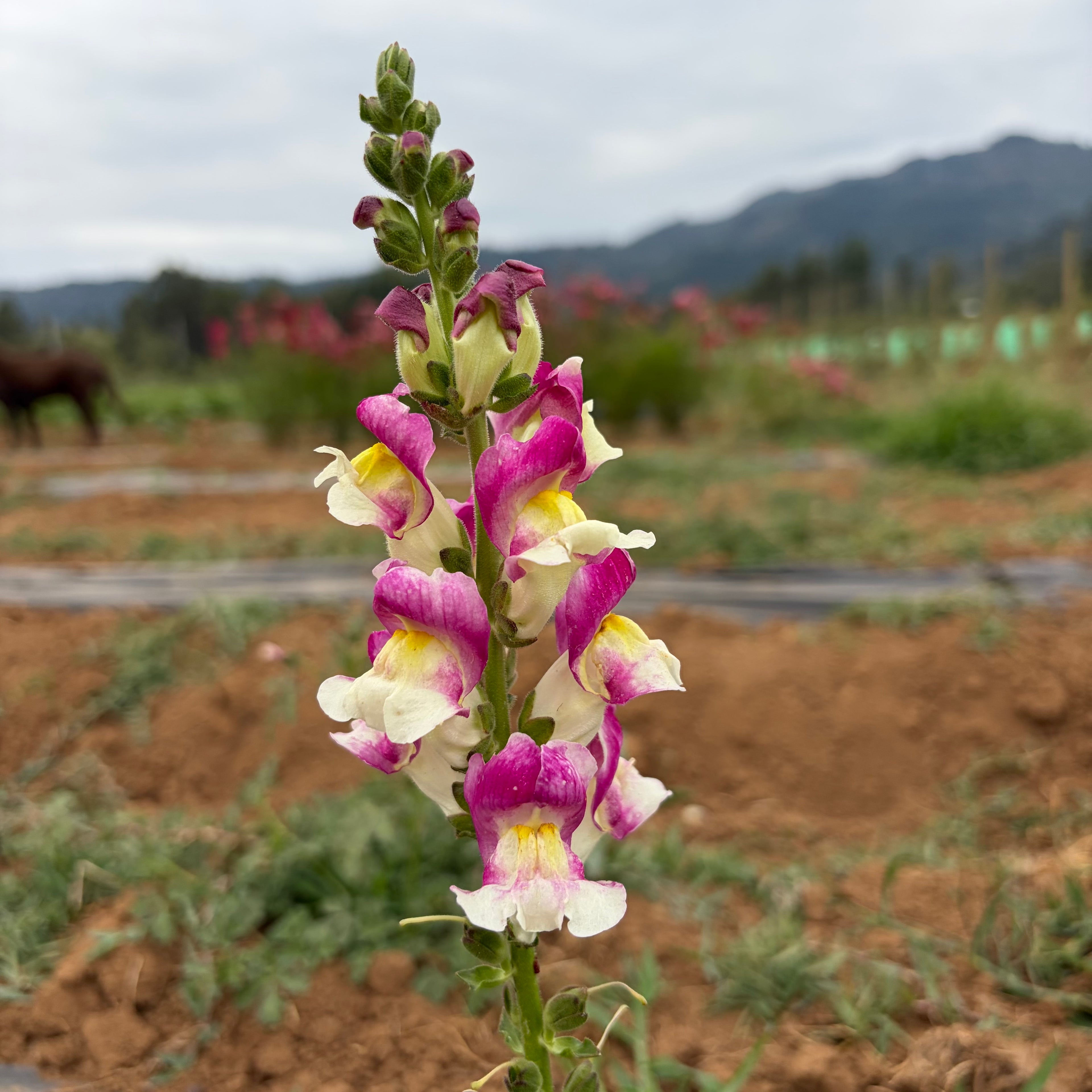 Semillas Snapdragon Cherry twist