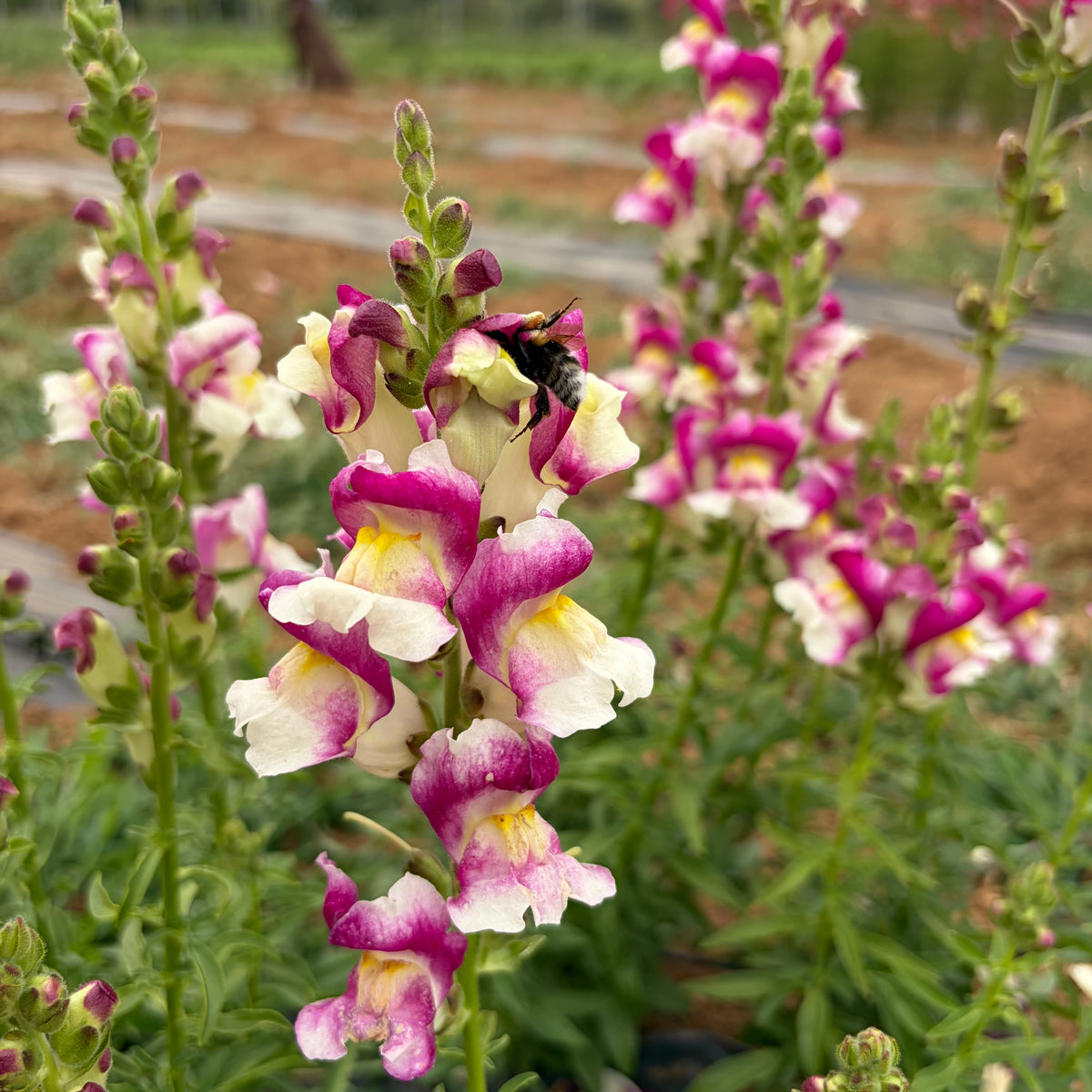 Semillas Snapdragon Cherry twist