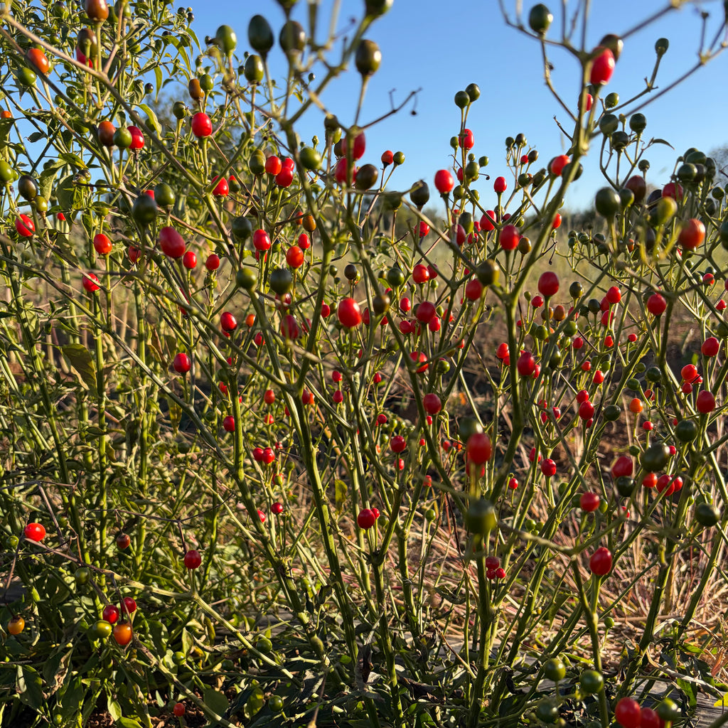 Semillas Ají Chile tepin wild