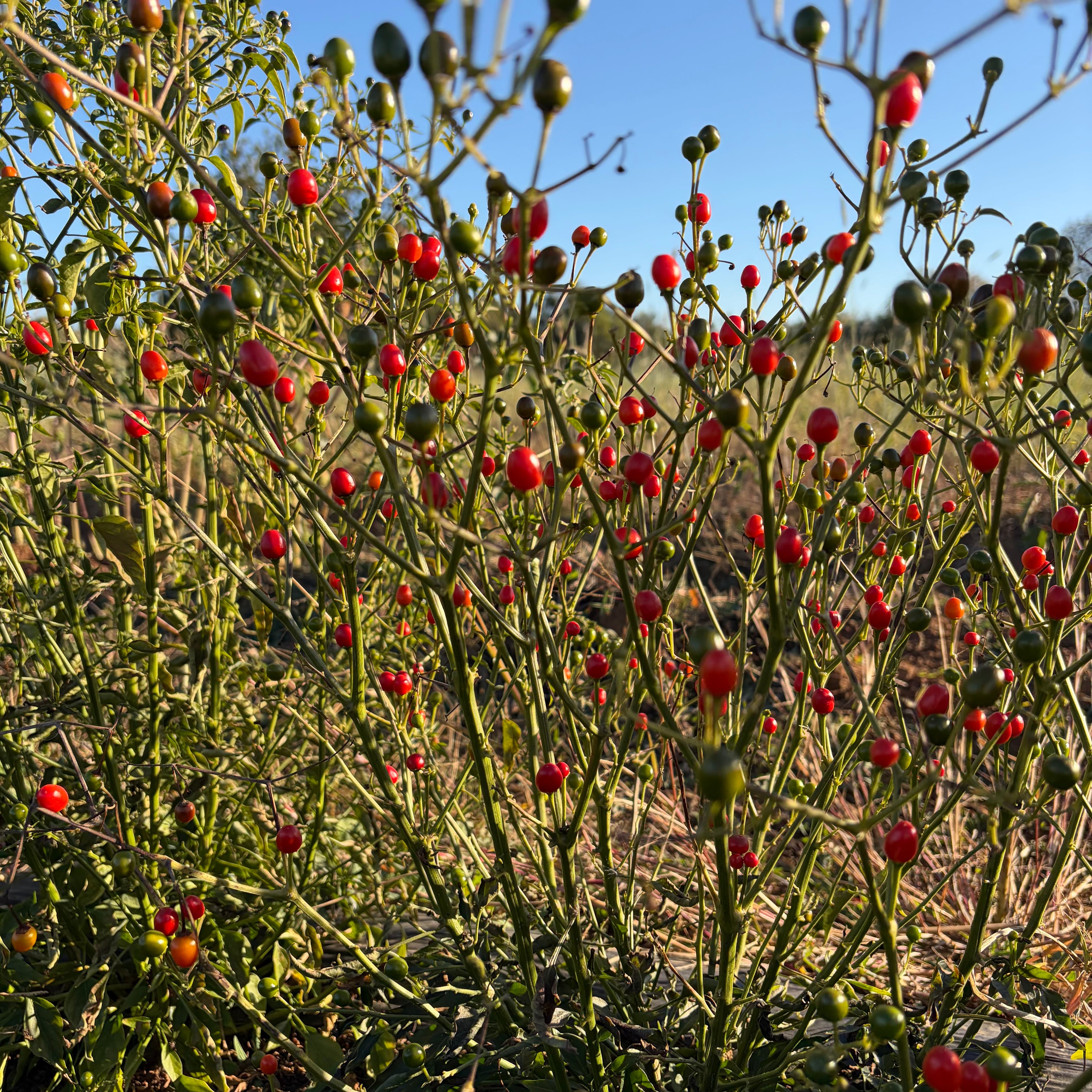 Semillas Ají Chile tepin wild