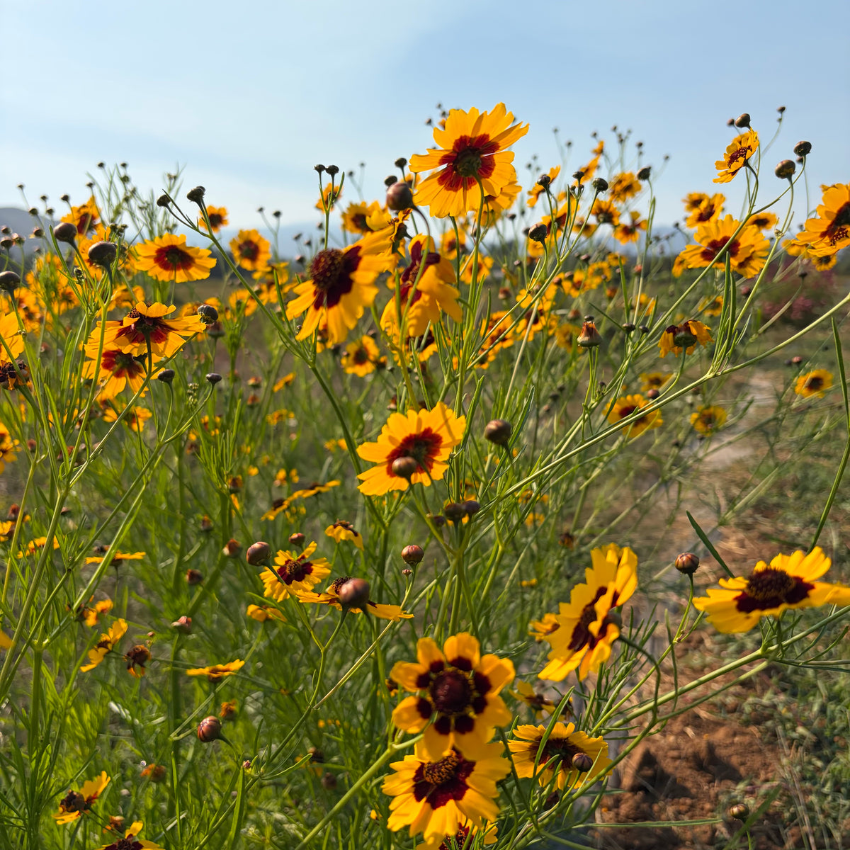Semillas Coreopsis Tinctoria