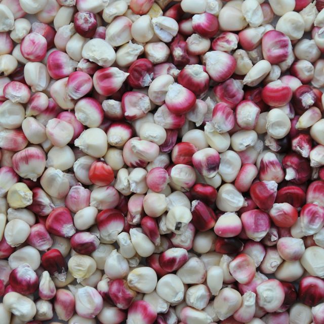 Semillas Maiz Hopi Pink