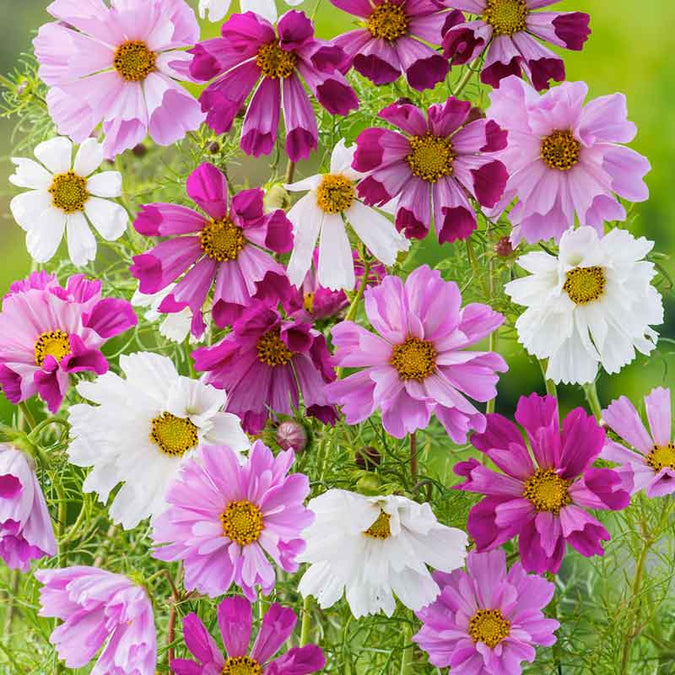Semillas Cosmos Pastel mix