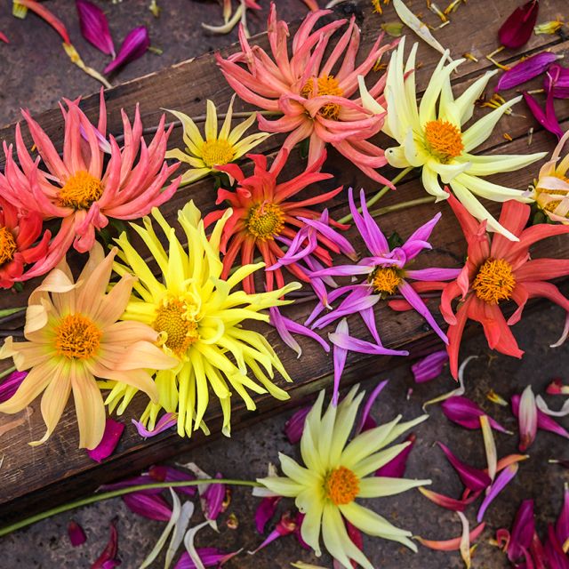 Semillas dalia cactus flowered mix