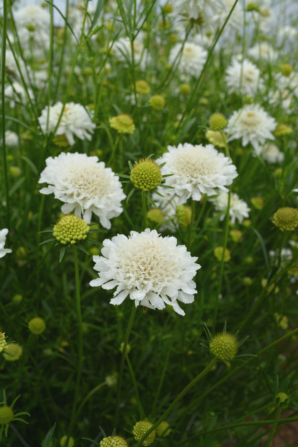 Semillas Escabiosa Snow Maiden