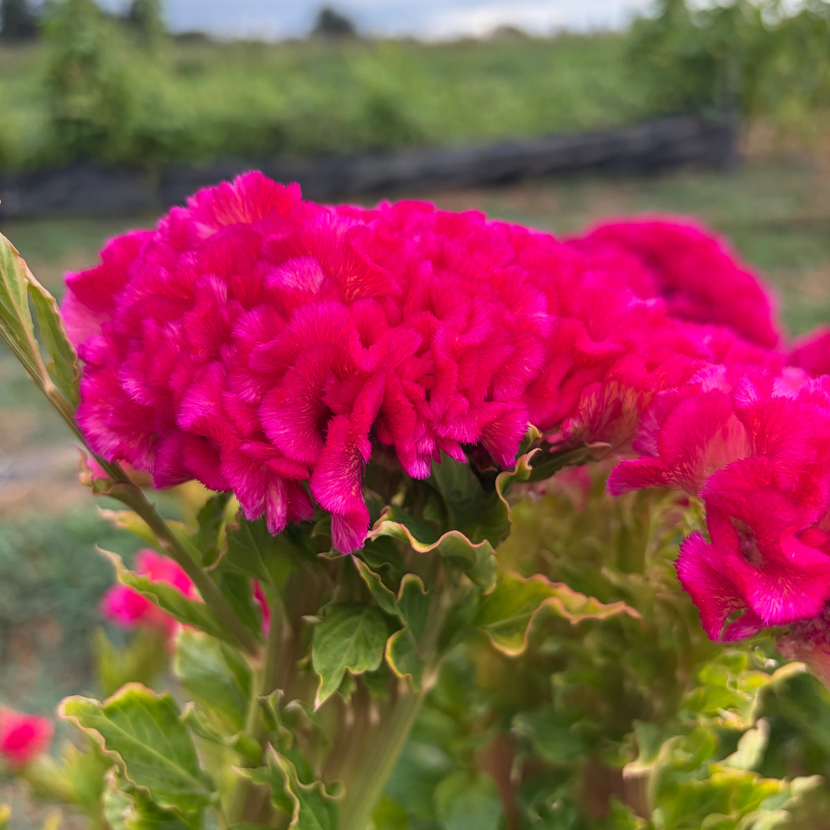 Semillas Celosia Early rose cockscomb