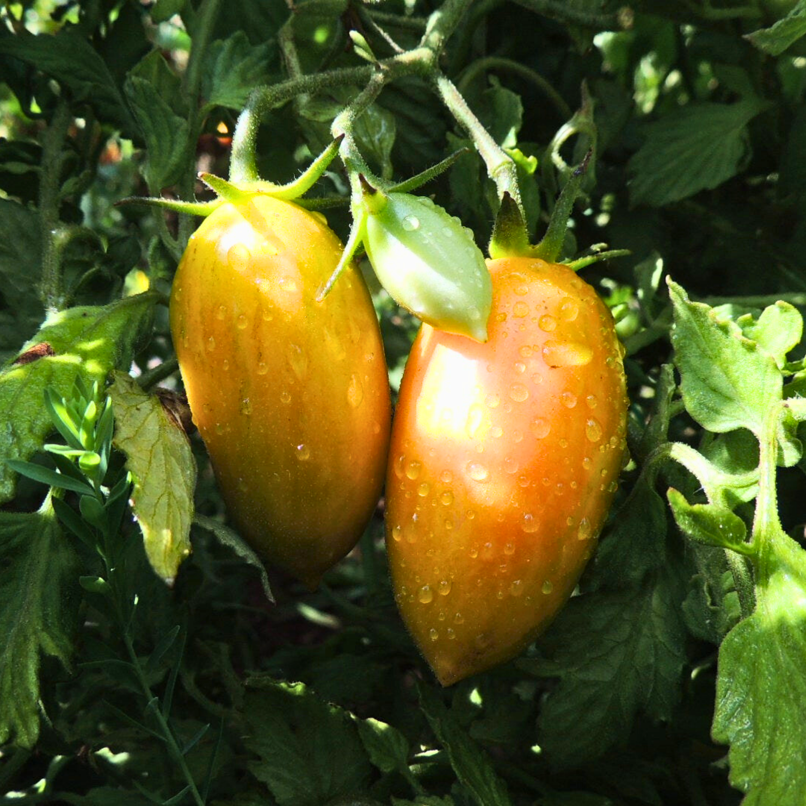 Semillas Tomate Blush