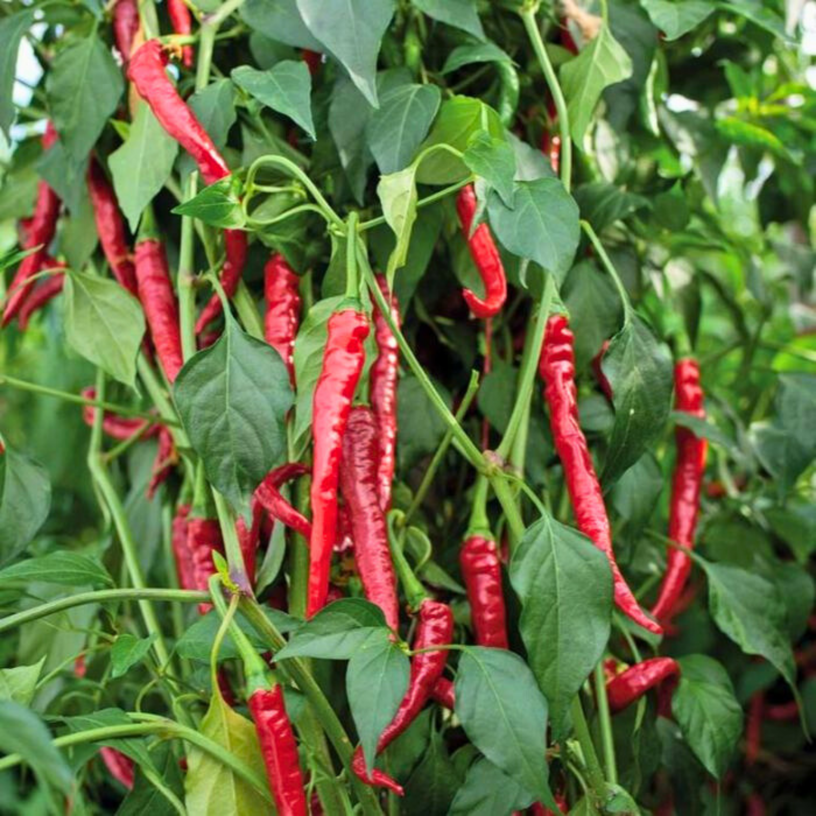 Semillas Ají Cayenne long thin