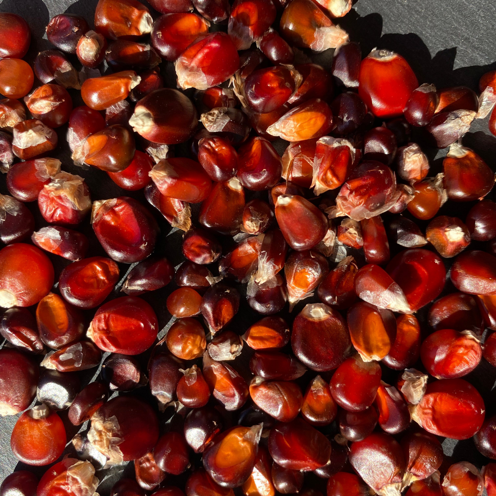 Semillas Maíz Pichiwa rojo