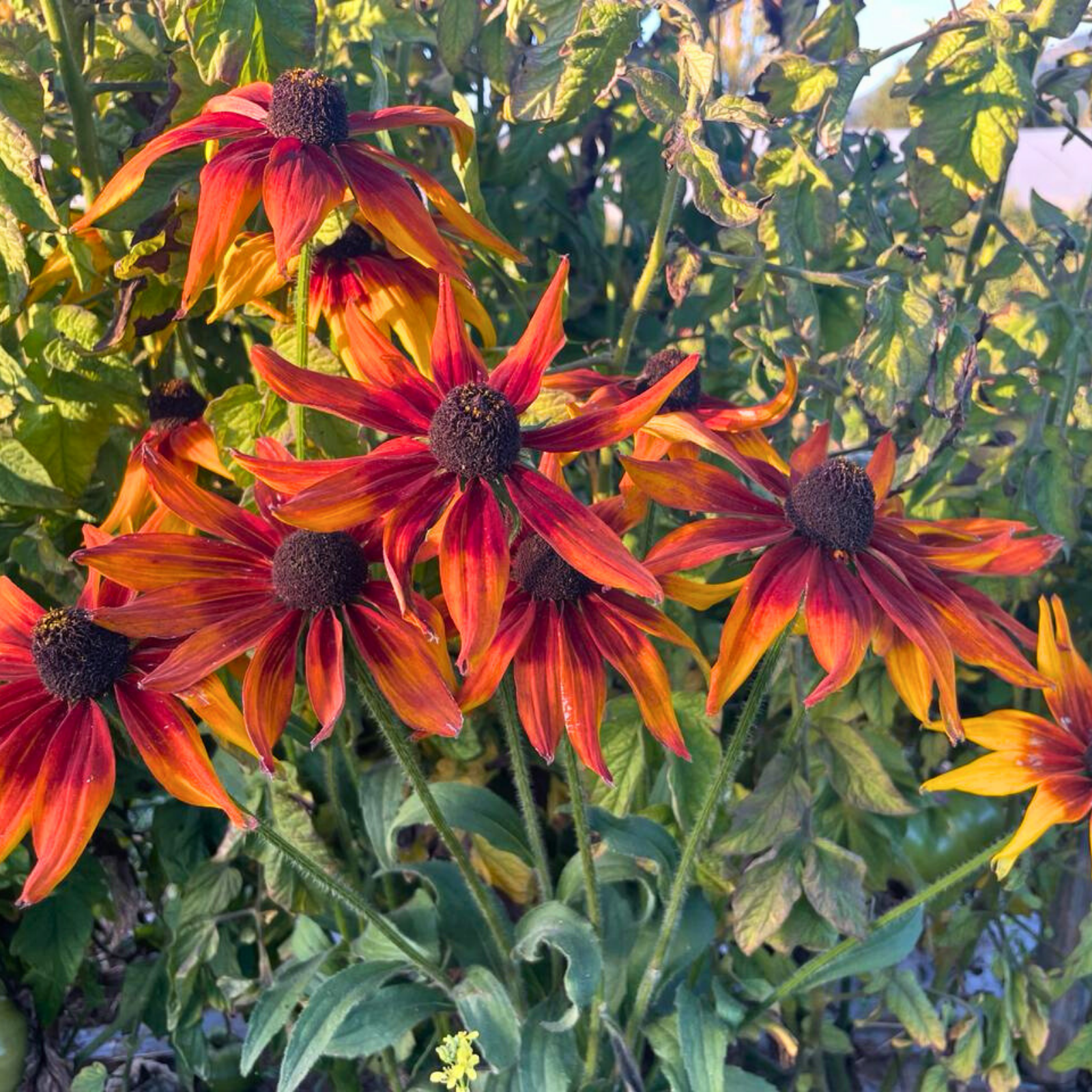 Semillas Rudbekia Cherry Brandy