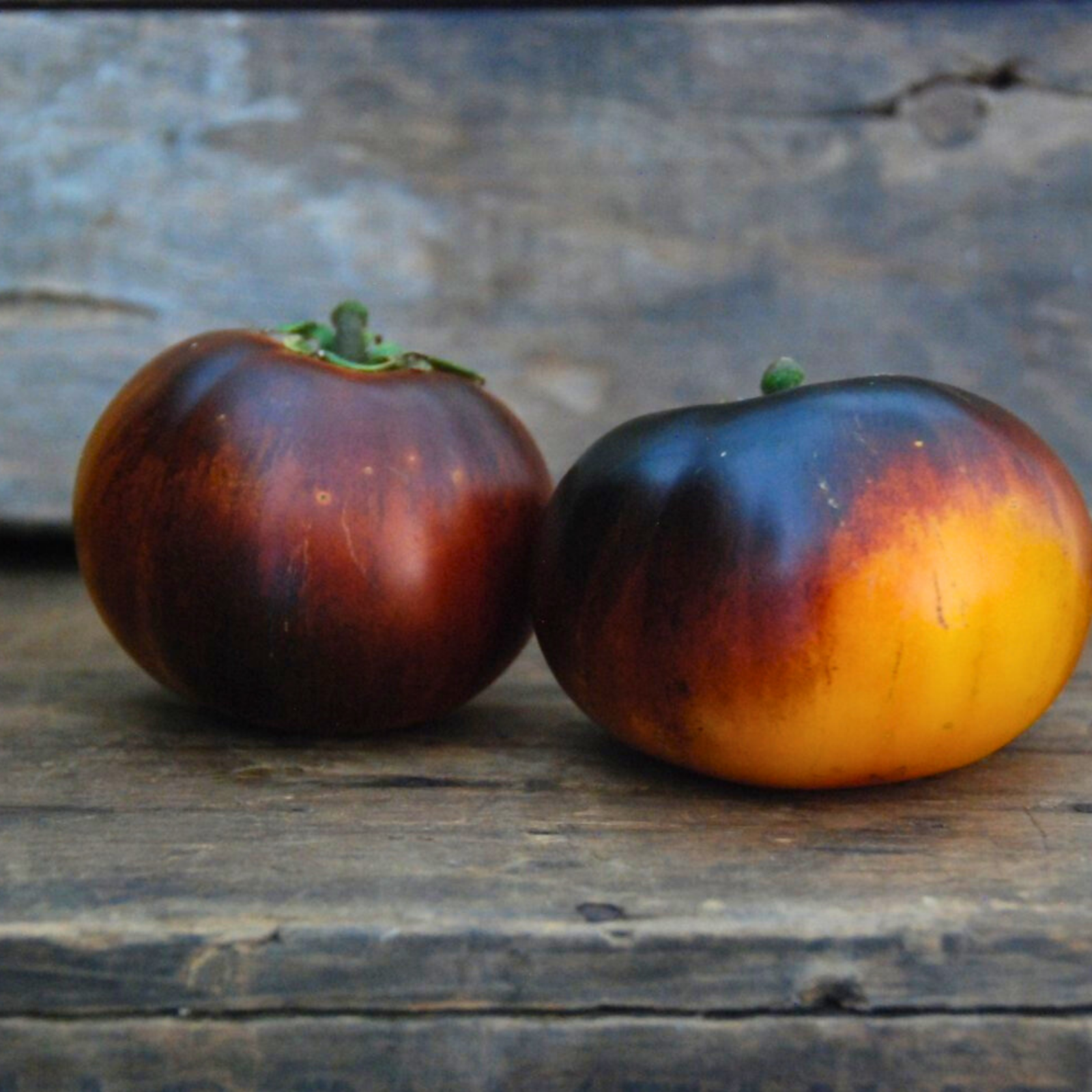 Semillas Tomate Lucid Gem