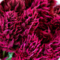 Semillas celosia plumosa morada