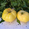 Semillas Tomate White Beauty