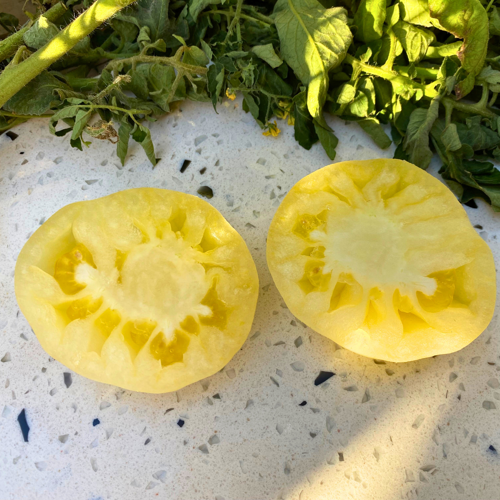 Semillas Tomate White Beauty