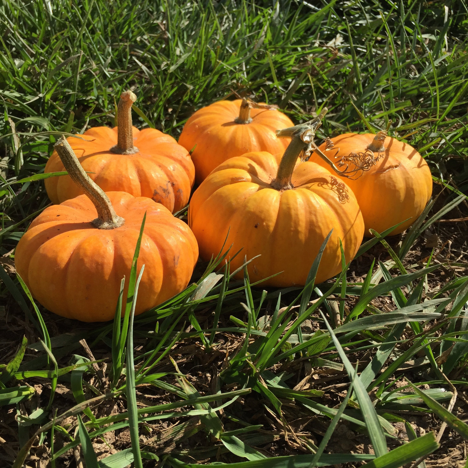 Semillas Zapallo Jack be little (halloween chico)