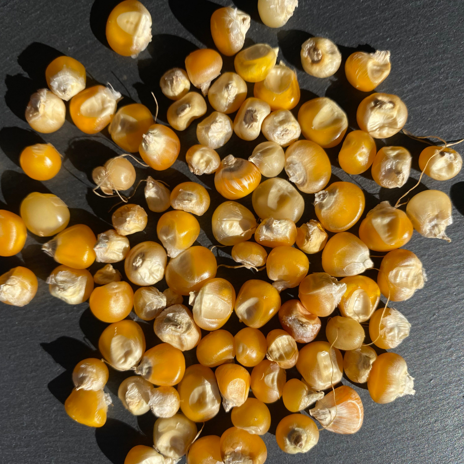 Semillas Maíz Mapunwa amarillo blanco