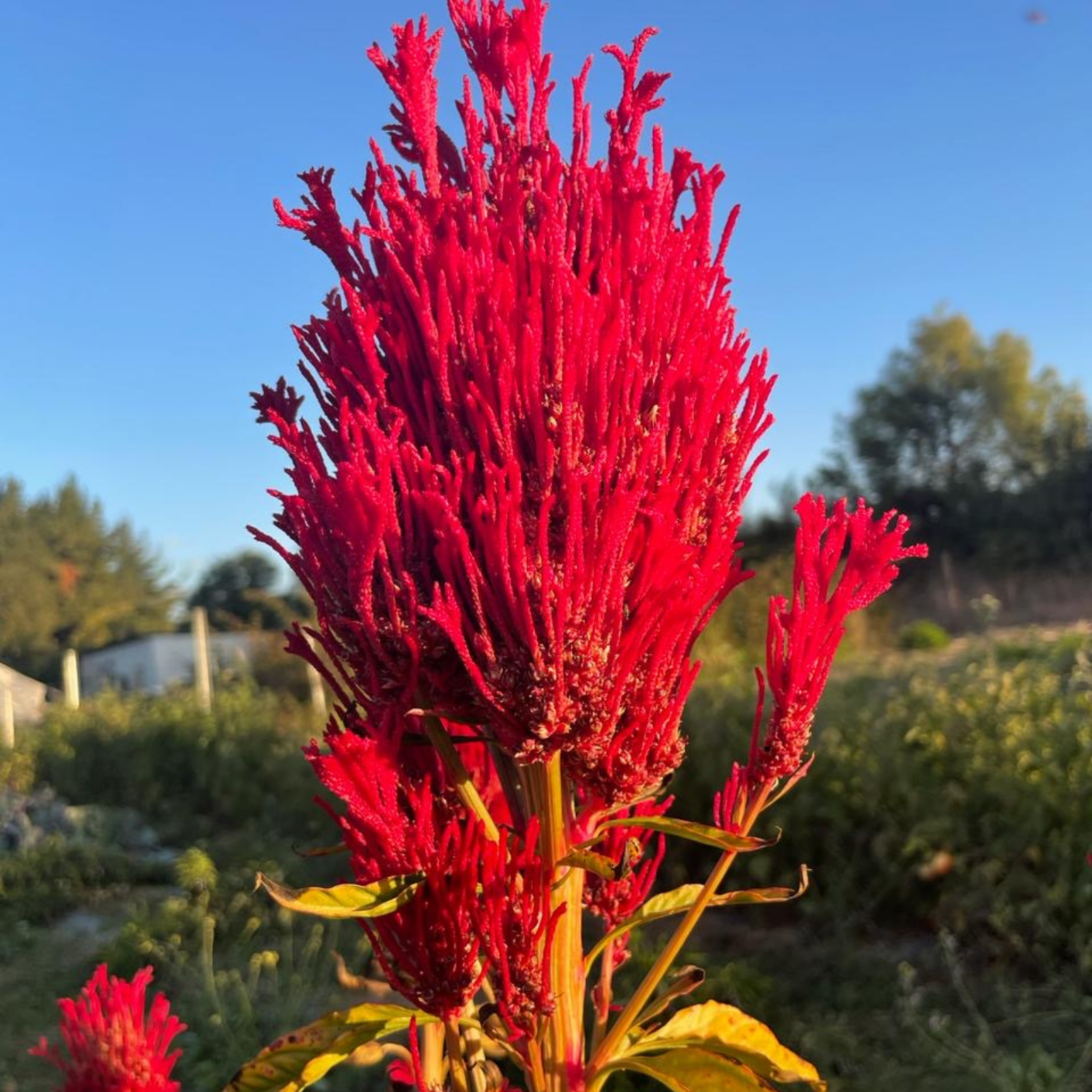 Semillas Celosia Eternity Mix