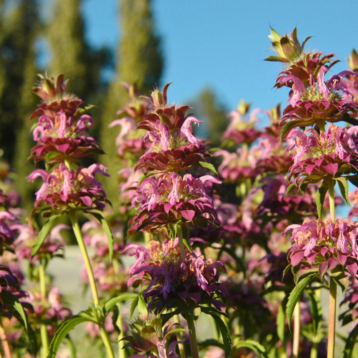 Semillas Monarda Citriodora