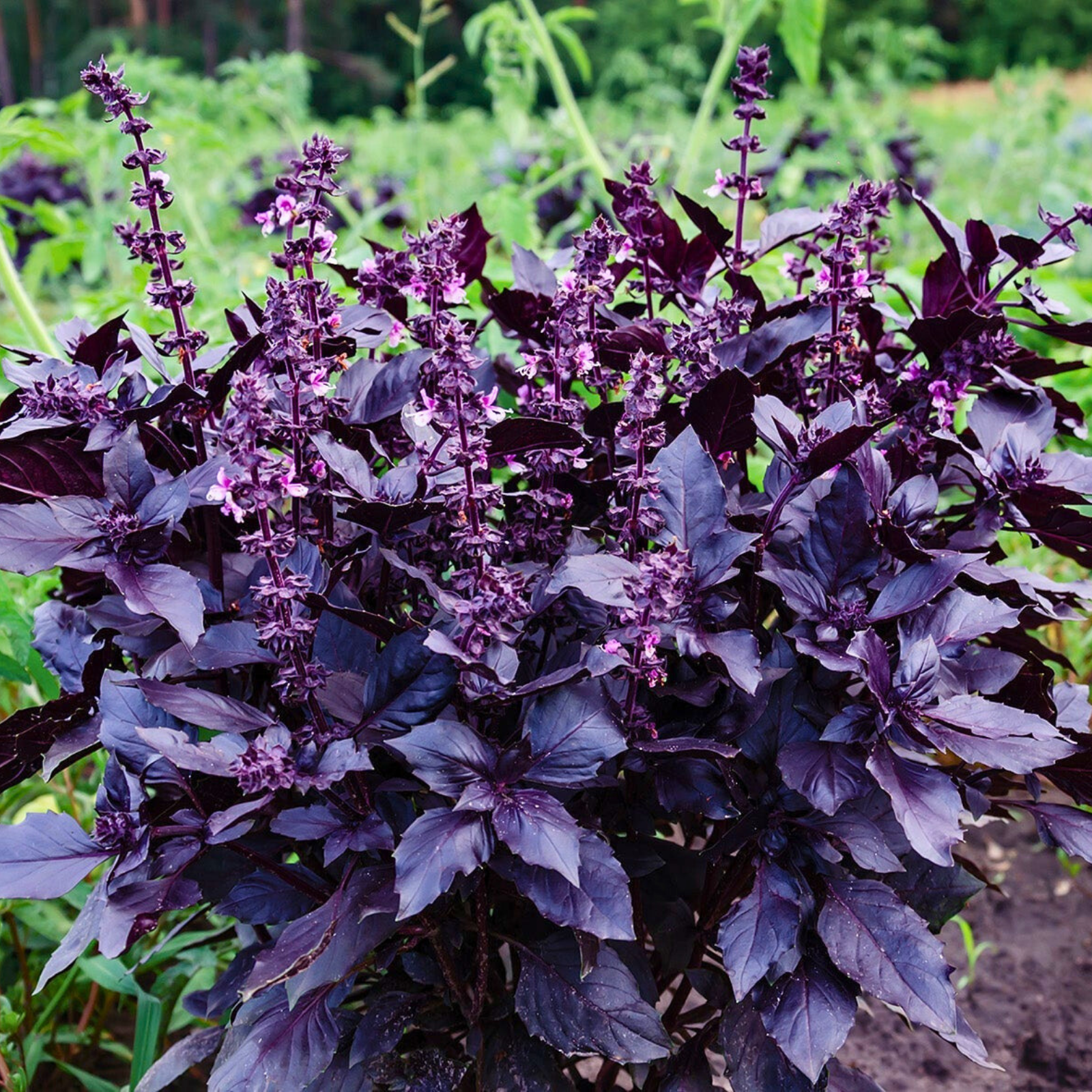 Semillas Albahaca Dark Purple