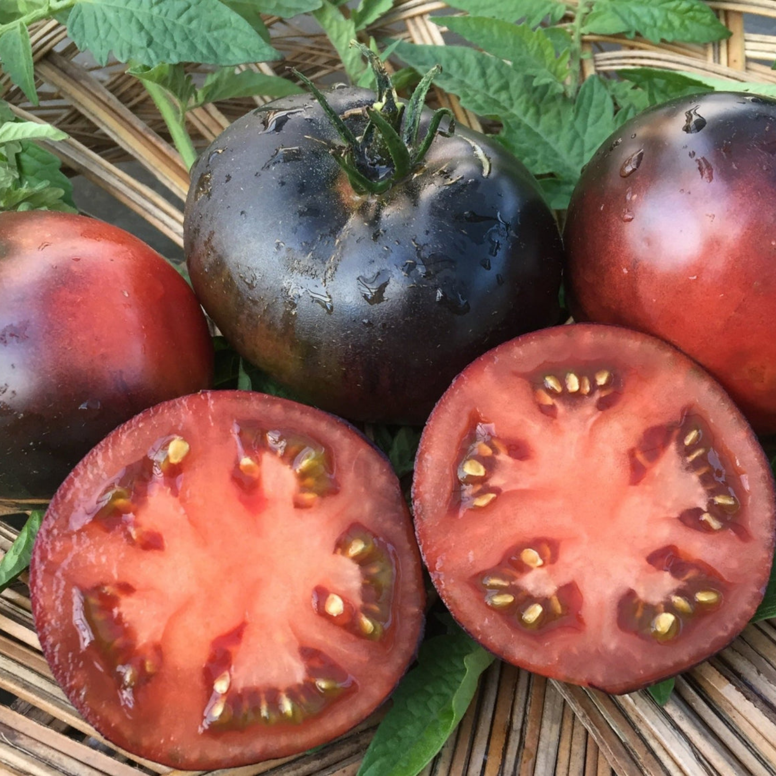 Semillas Tomate Black Beauty