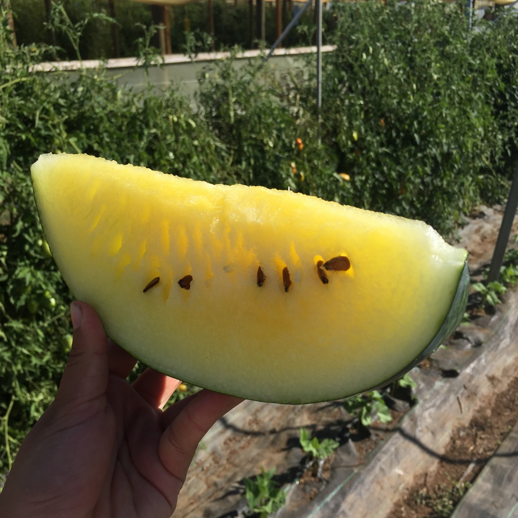 Semilla Sandia  Janosik