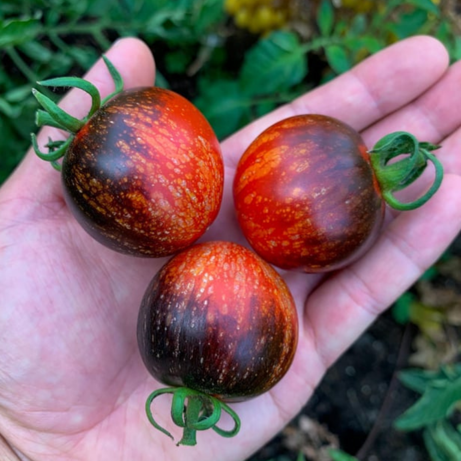 Tomate dark galaxy