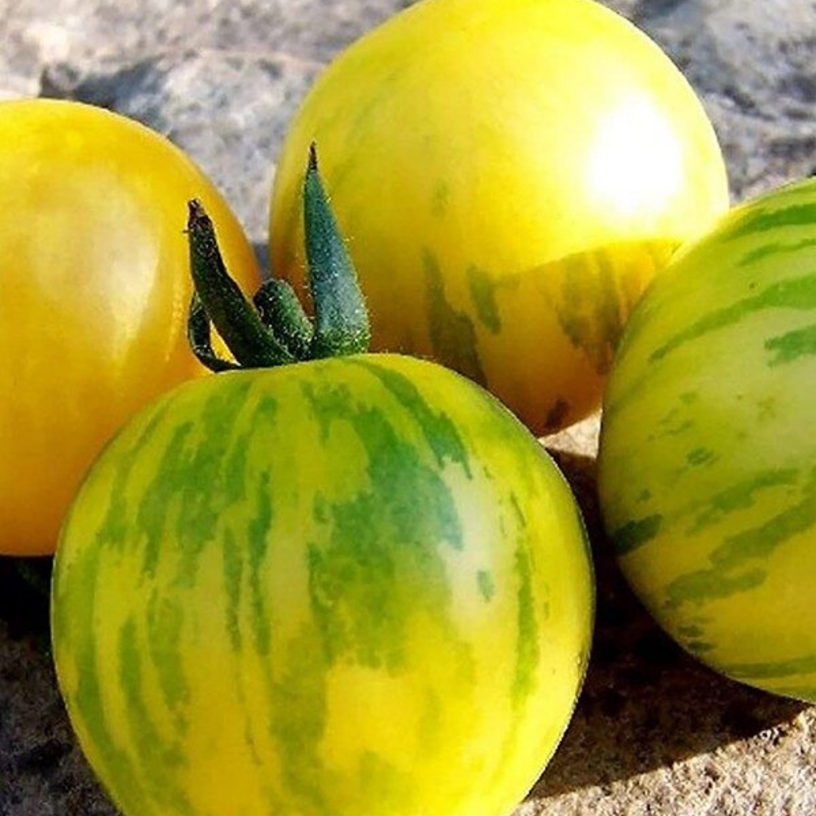 Semillas Tomate topaz or huan