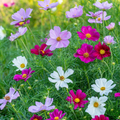 Semillas Cosmos mix