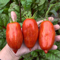 Semillas Tomate Speckled Roman