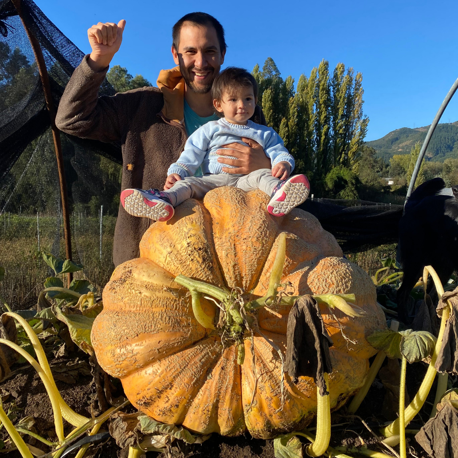 Semillas Zapallo Mas Grande de Chile