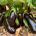Semillas Berenjena Diamond
