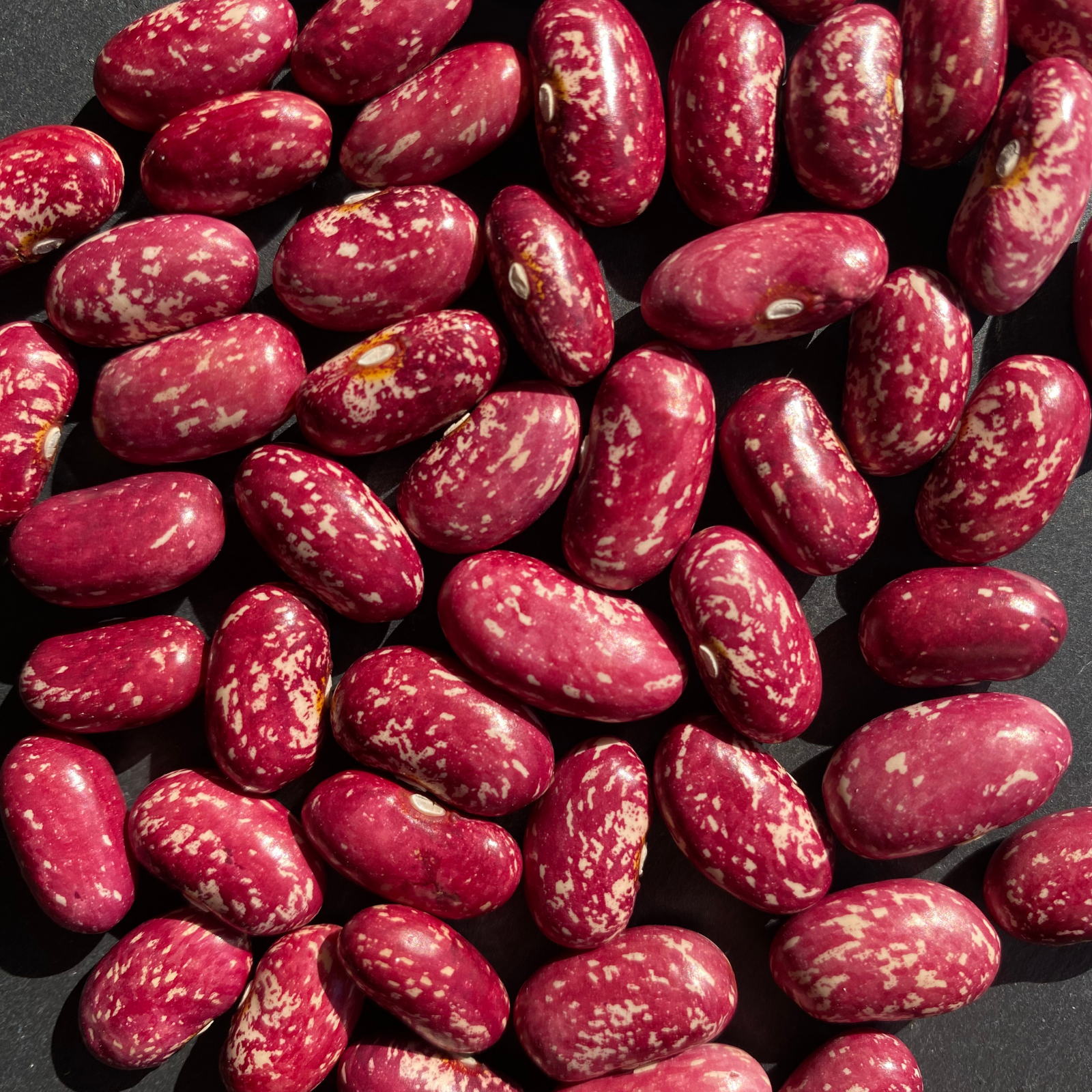 Semillas Poroto Frutilla