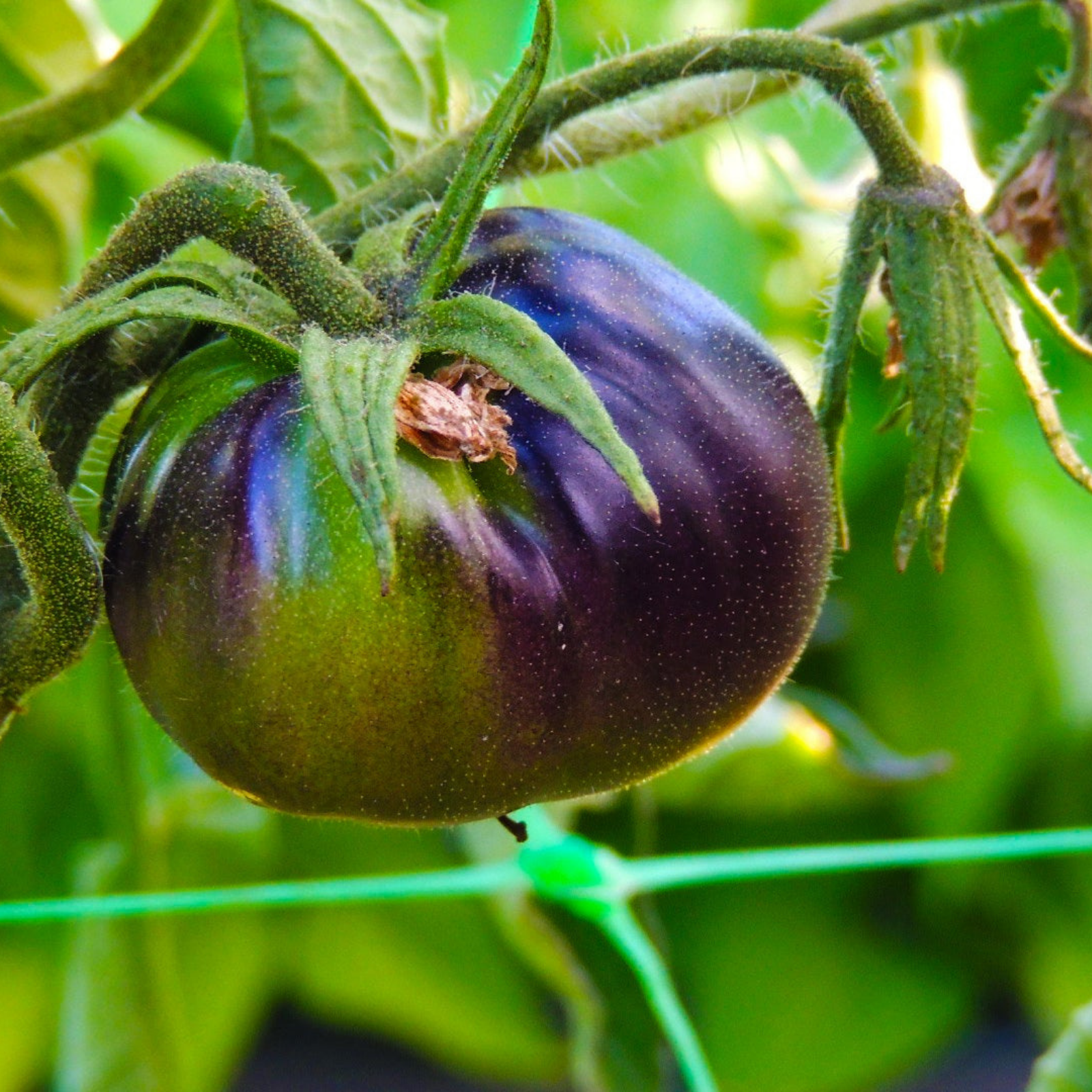 Semillas Tomate Blue Beauty